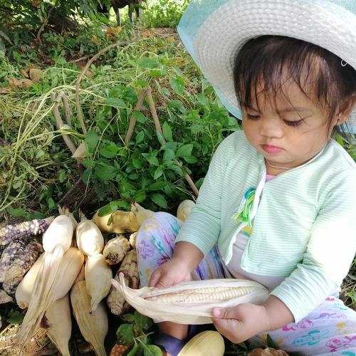 Corn Peeling