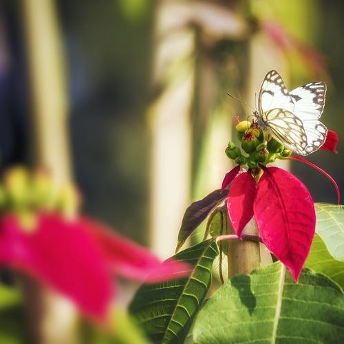 Photo #5119085
