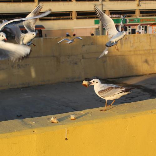 Photo #5119463