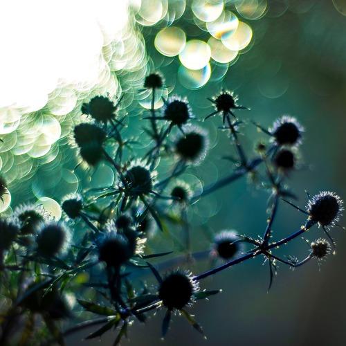 Photo #5119705