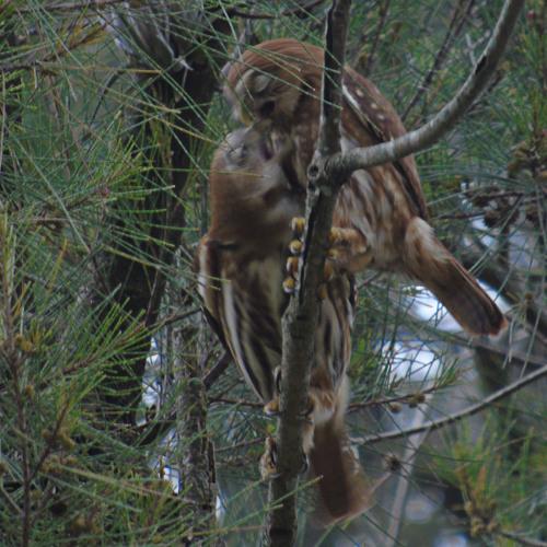 Photo #5119866