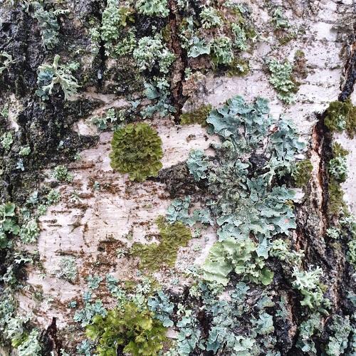 birch