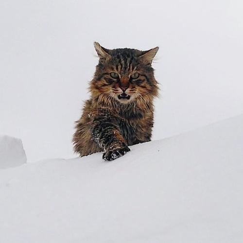 Photo #5121440