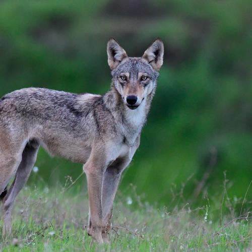Indian Grey Wolf