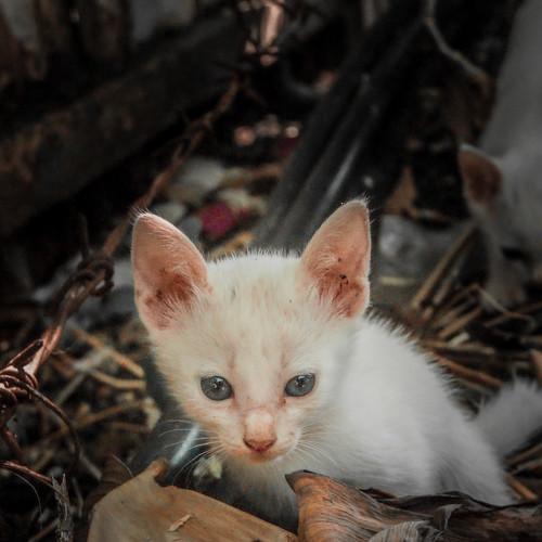 Photo #5122155