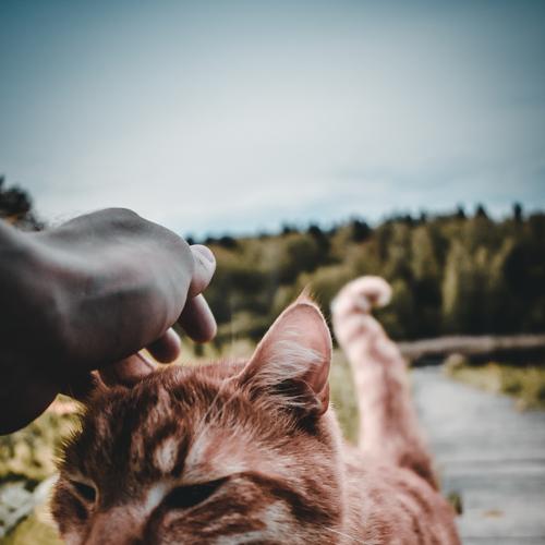 Photo #5122692