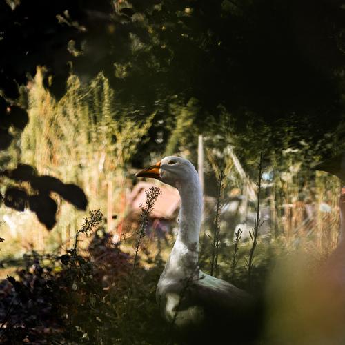 Photo #5123119