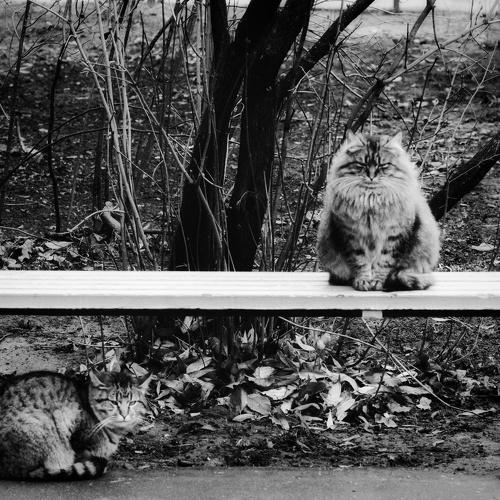 Photo #5123151