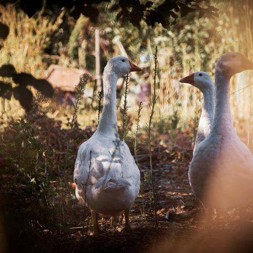 Photo #5123193