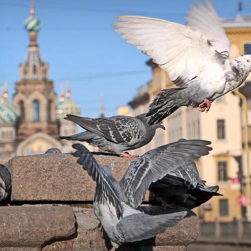 Хозяева города.