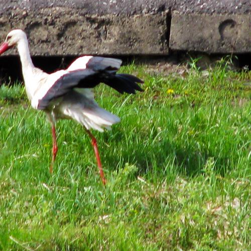 Stork