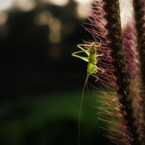 Morning Beauty with a baby Grasshopper.
