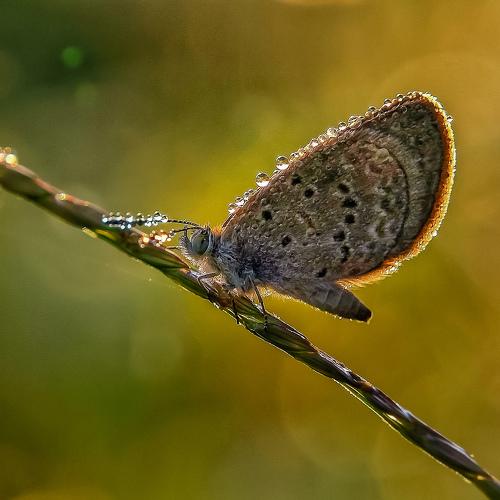Photo #5123871