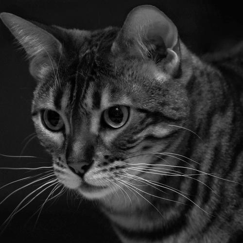 Photo #5124129