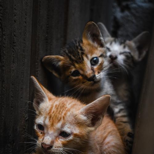 Photo #5125714