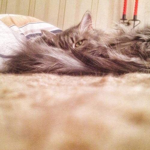 Photo #5125821