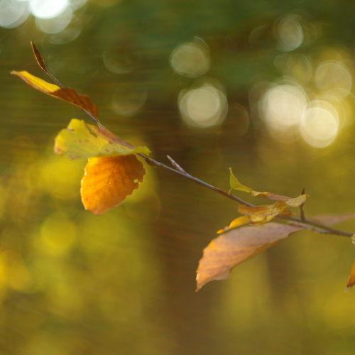 Photo #5126714