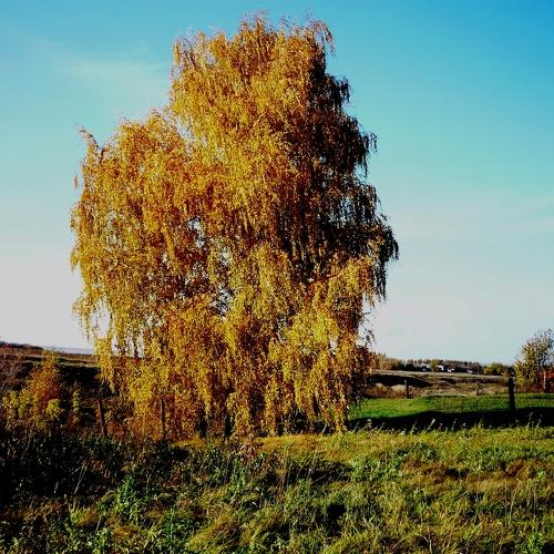 Photo #5126722