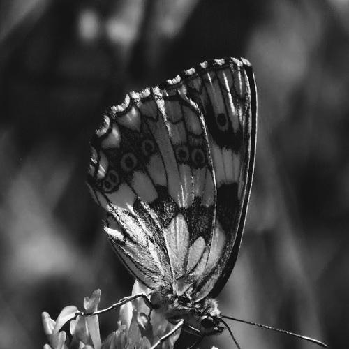 Photo #5128351