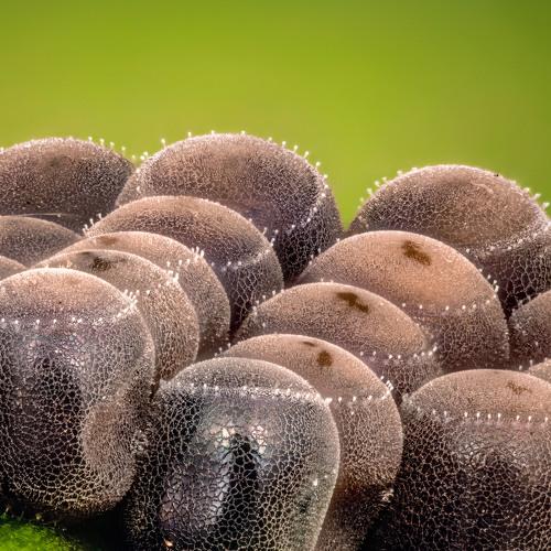 Photo #5129831
