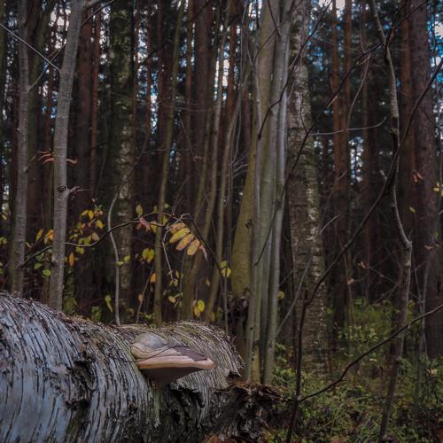 Photo #5130156