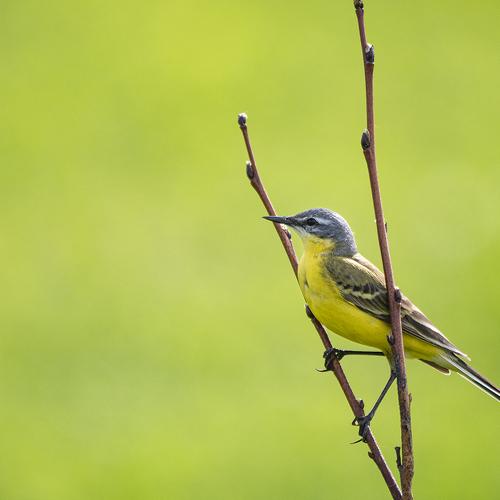 Photo #5131624