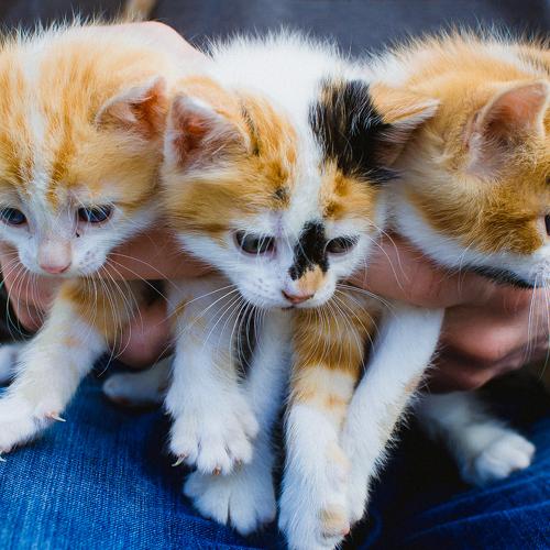 Photo #5132097
