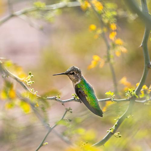 Arizona hummingbird