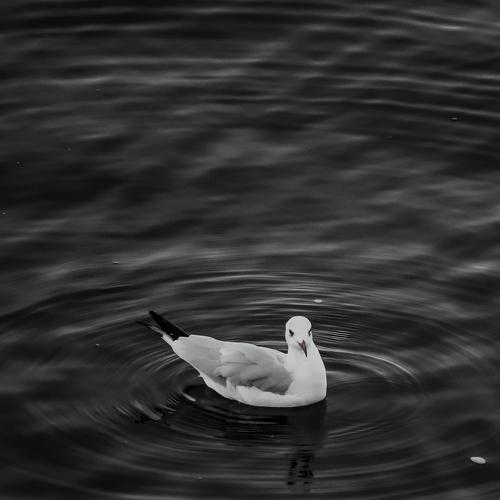 Photo #5133412