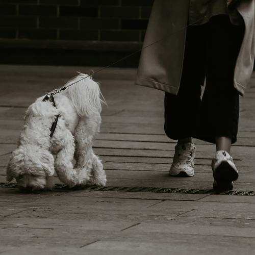 Photo #5133416