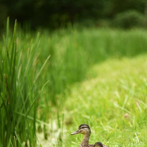 Photo #5136650