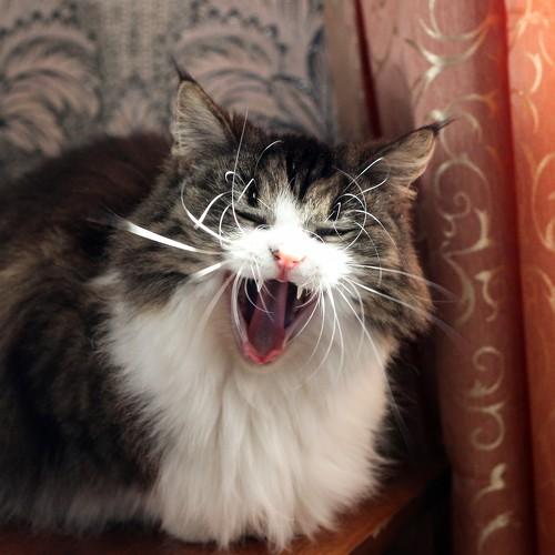 Photo #5136696