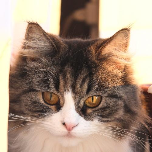 Photo #5136749