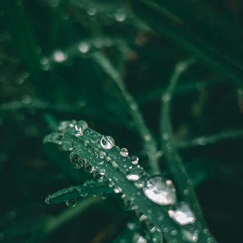 Drops of life