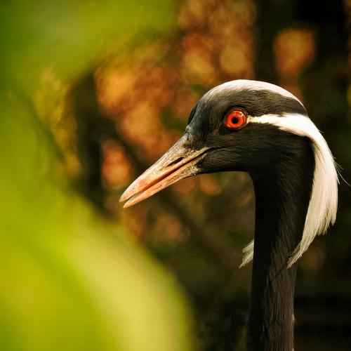 Head shot of crane