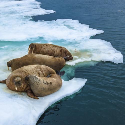 walruses