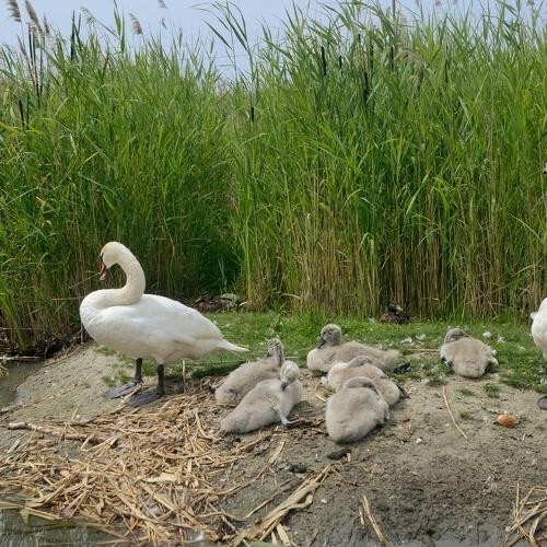 Photo #5139792