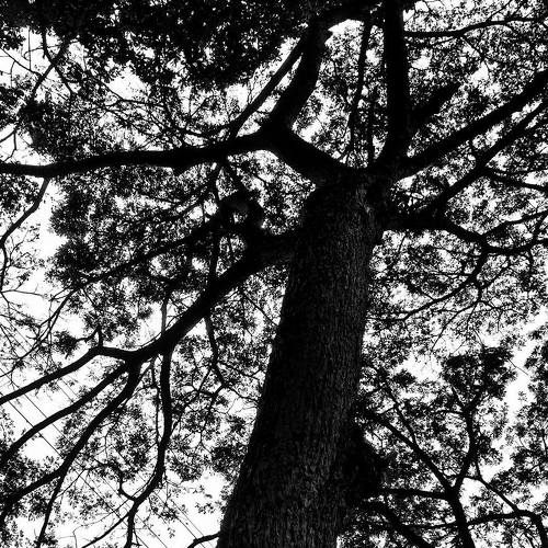 Dark tree