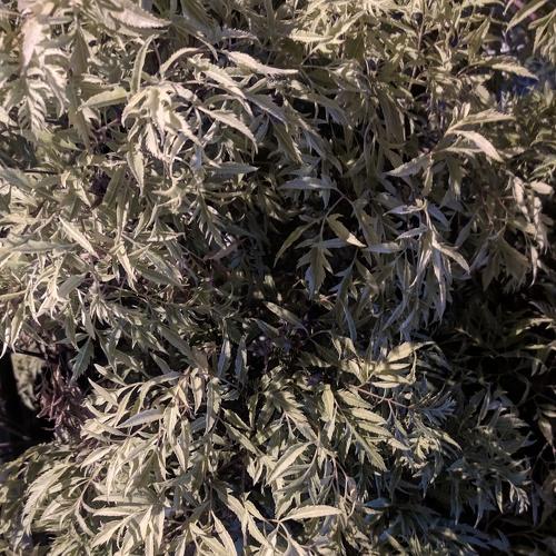 Photo #5141885