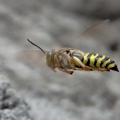 Photo #5141901