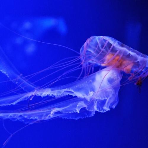 Photo #5143868