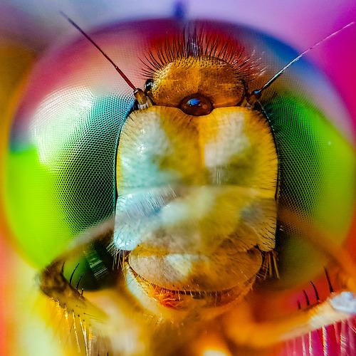 Head Structure of Dragon Fly