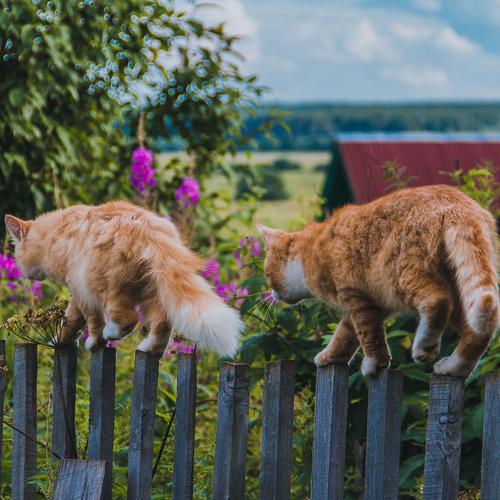 Photo #5145652