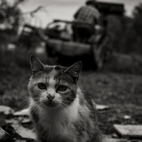 The farmer's cat