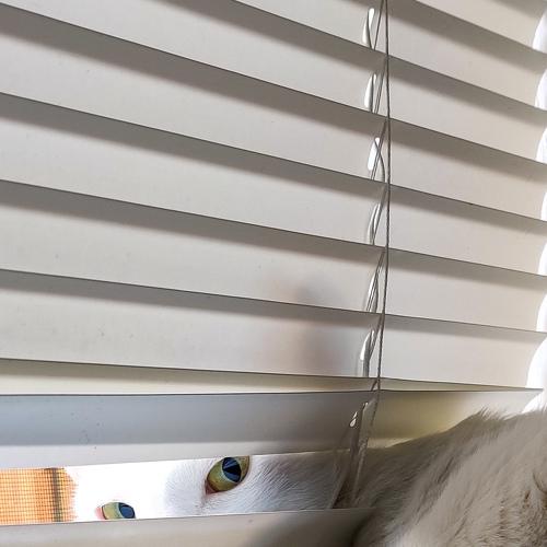 Photo #5149444
