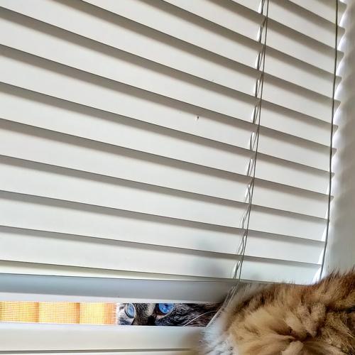 Photo #5149446
