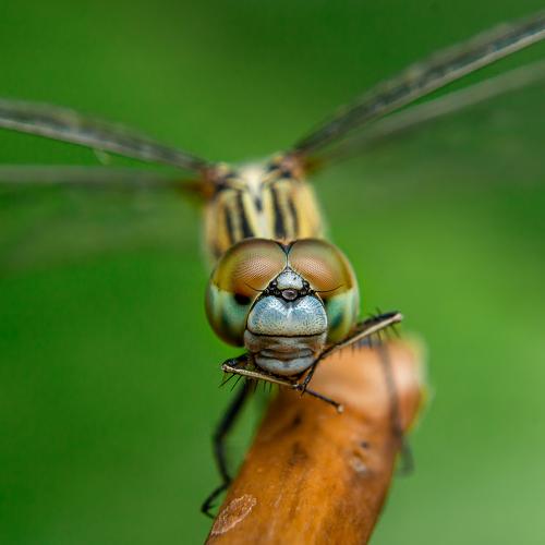Photo #5150276