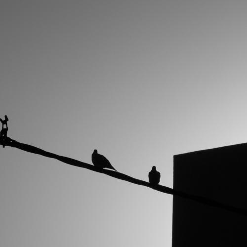 Shadows
