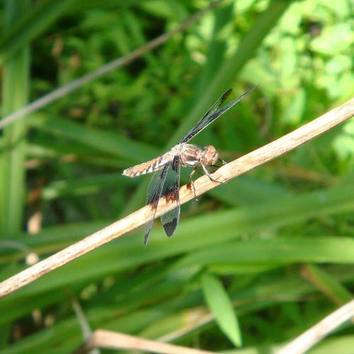 Photo #5151935