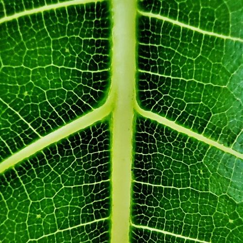 The Green Nerve